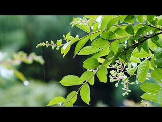 4K Relaxing Nature Sounds